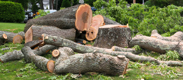 How Our Tree Care Process Works  in  King George, VA