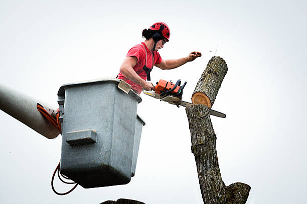 Professional Tree Care in King George, VA