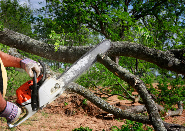 How Our Tree Care Process Works  in  King George, VA